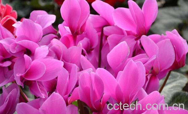 果蔬百科仙客来的功效与作用-0