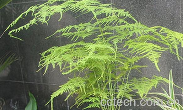 果蔬百科文竹的功效与作用-0