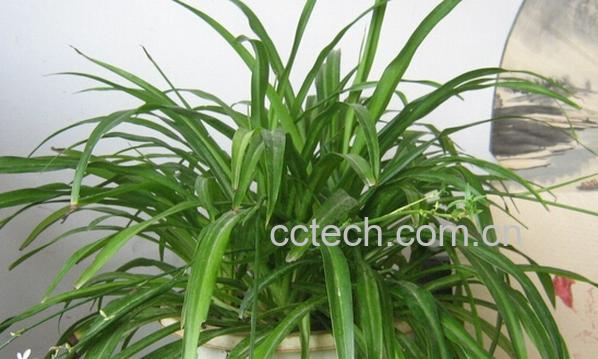 果蔬百科吊兰的养殖方法与注意事项-0