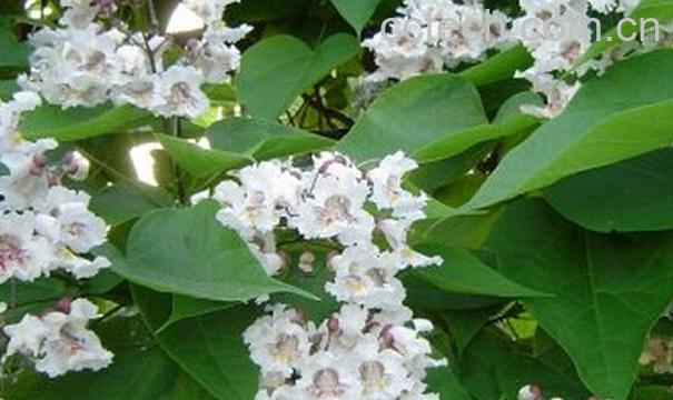 果蔬百科金丝揪-0