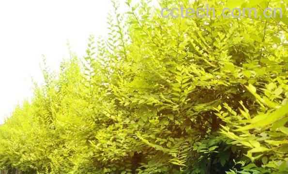 果蔬百科金叶榆的功效与作用-0