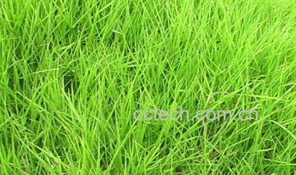 果蔬百科结缕草的功效与作用-0