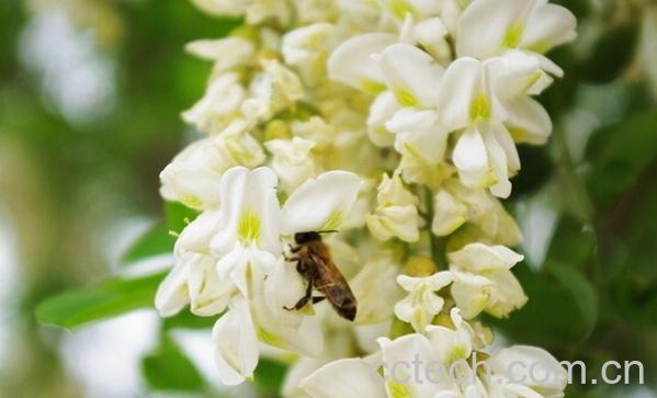 果蔬百科槐花的常见吃法-0