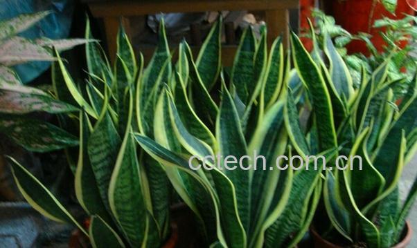 果蔬百科虎尾兰的养殖方法-0