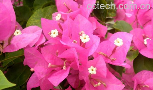 果蔬百科三角梅的养殖方法与注意事项-0