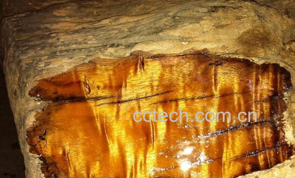 果蔬百科金丝楠目的功效与作用-0