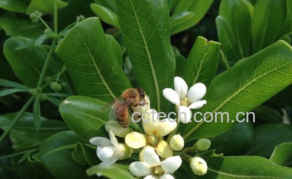 果蔬百科万年青的养殖方法与注意事项-0