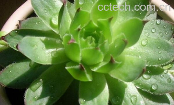 果蔬百科宝石花的功效与作用-0