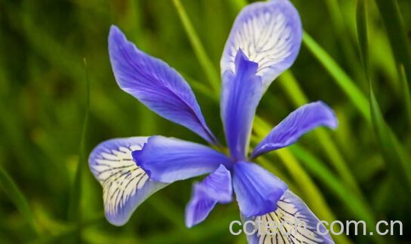 果蔬百科马蔺花的功效与作用-0