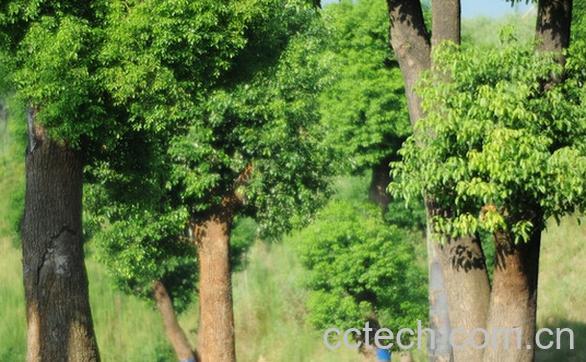 果蔬百科香樟树的功效与作用-0