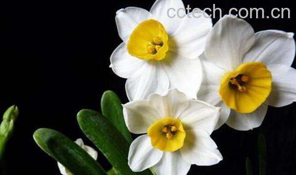 果蔬百科水仙花的养殖方法-0