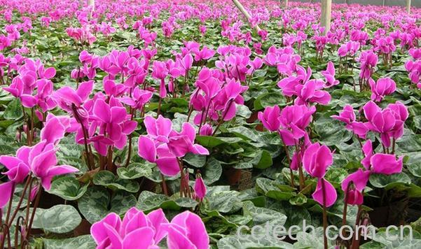 果蔬百科仙客来的养殖方法与注意事项-0