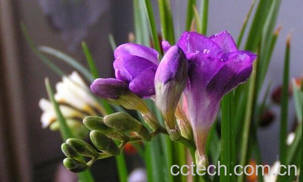 果蔬百科香雪兰的功效与作用-0