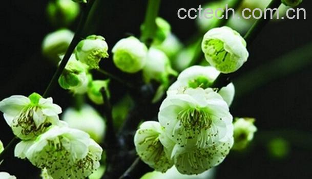 果蔬百科绿梅的功效与作用-0