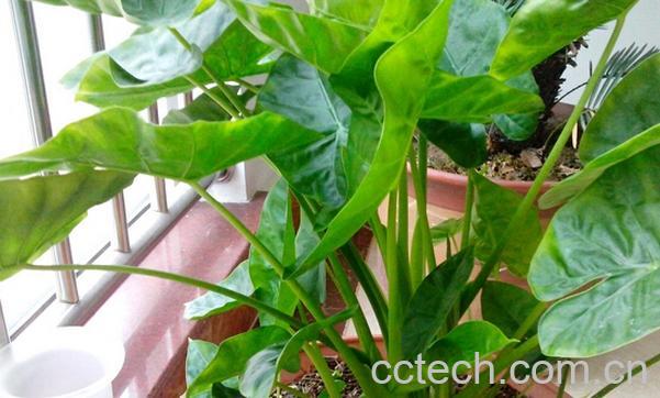 果蔬百科滴水观音怎么养-0