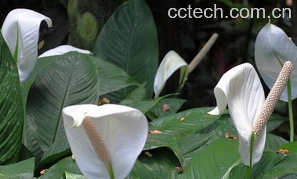 果蔬百科白掌的养殖方法与注意事项-0