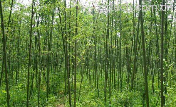 果蔬百科刚竹的功效与作用-0