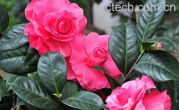 果蔬百科茶花的功效与作用-0