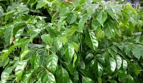 果蔬百科幸福树的功效与作用-0