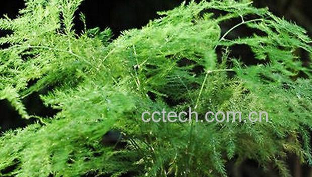 果蔬百科文竹的功效与作用-0