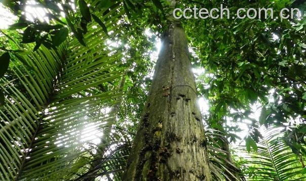 果蔬百科沉香树的功效与作用-0