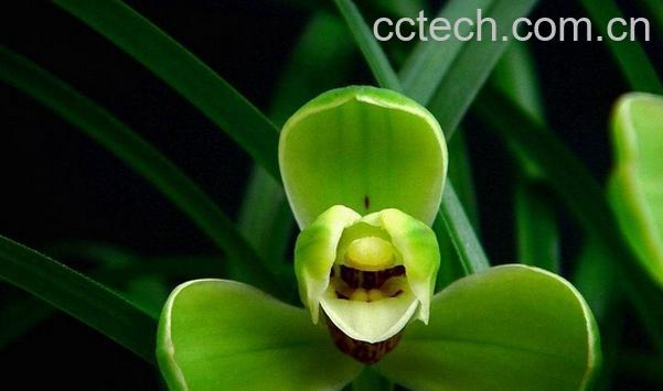 果蔬百科春兰宋梅的养殖方法-0