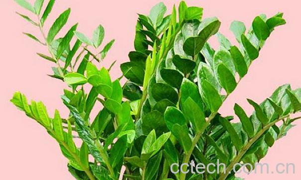 果蔬百科金银树的功效与作用-0