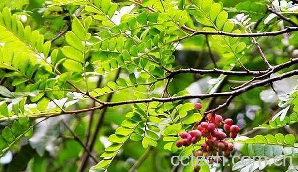 果蔬百科清香木的功效与作用-0