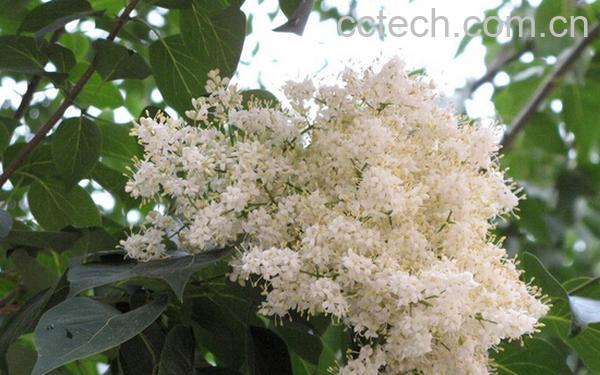 果蔬百科六月雪的养殖方法与注意事项-0