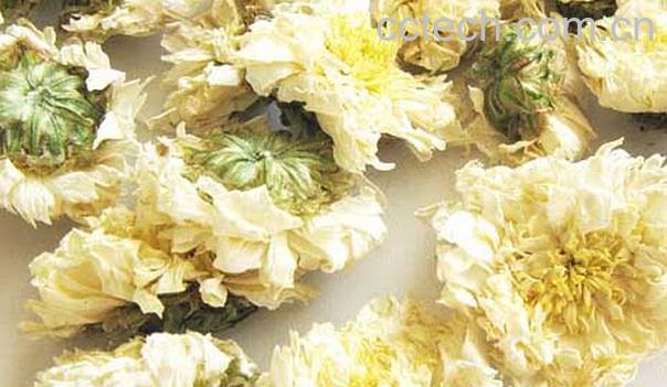 果蔬百科黄山贡菊-0