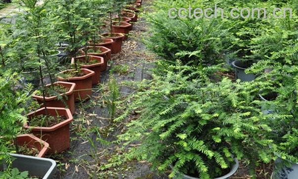 果蔬百科红豆杉叶子发黄原因-0