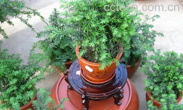 果蔬百科红豆杉盆栽-0