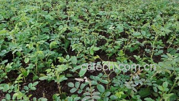 果蔬百科玫瑰花苗-0