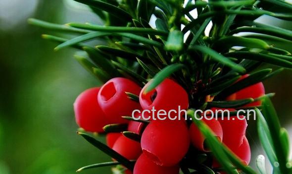 果蔬百科红豆杉叶子发黄怎么办-0