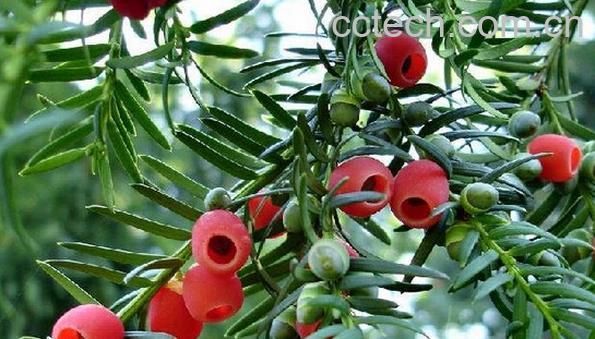 果蔬百科红豆杉的养殖方法-0