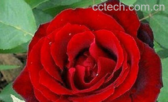 果蔬百科月季花泡酒-0