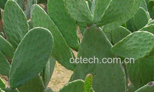 果蔬百科食用仙人掌-0