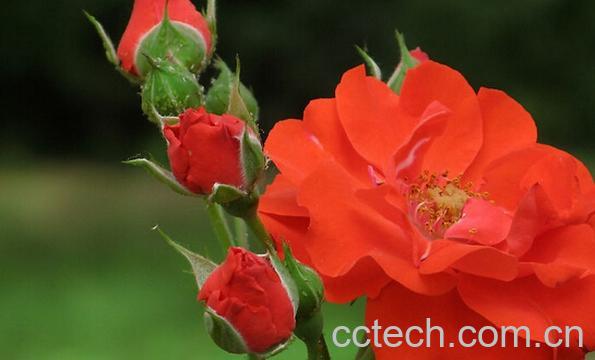 果蔬百科月季花的种类-0