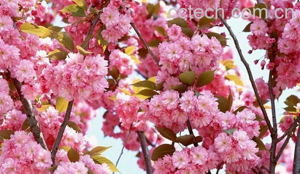 果蔬百科樱花的种类-0