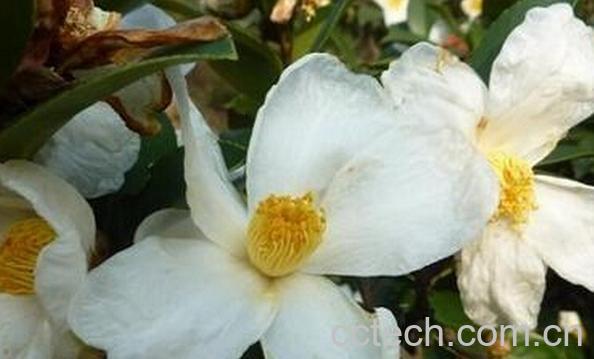 果蔬百科野生山茶花-0