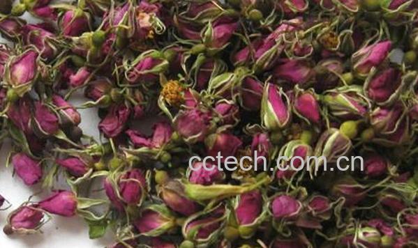 果蔬百科野生玫瑰花-0