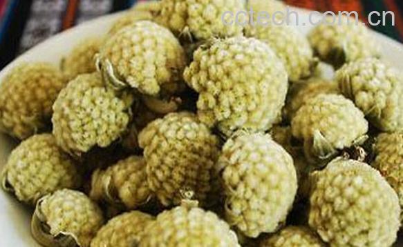 果蔬百科野生绿萝花-0