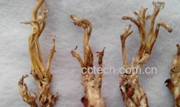 果蔬百科野生蝉花-0