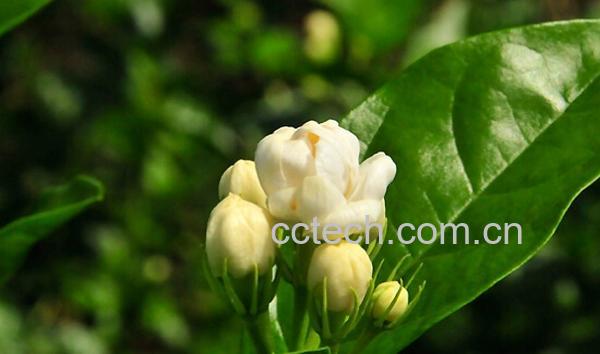 果蔬百科养茉莉花的好处-0