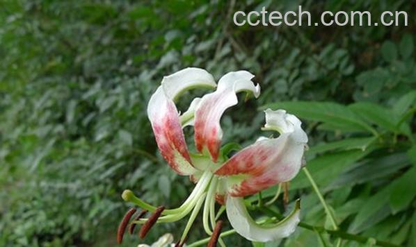 果蔬百科野生百合花-0