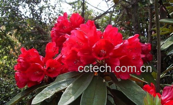 果蔬百科野生杜鹃种类-0