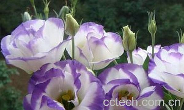 果蔬百科洋桔梗花-0