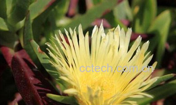 果蔬百科霸王花-0