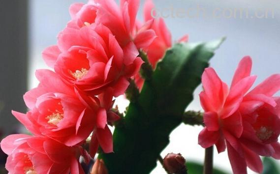 果蔬百科仙人剑花-0