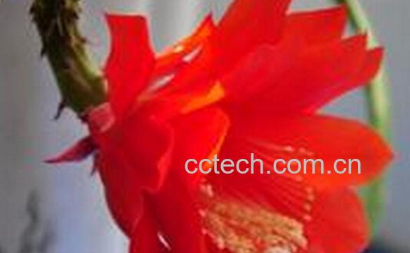 果蔬百科仙人剑花-0